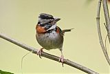 Rufous-collared Sparrow